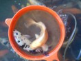 /album/galeria-de-fotos/carpa-koi-123-jpg1/